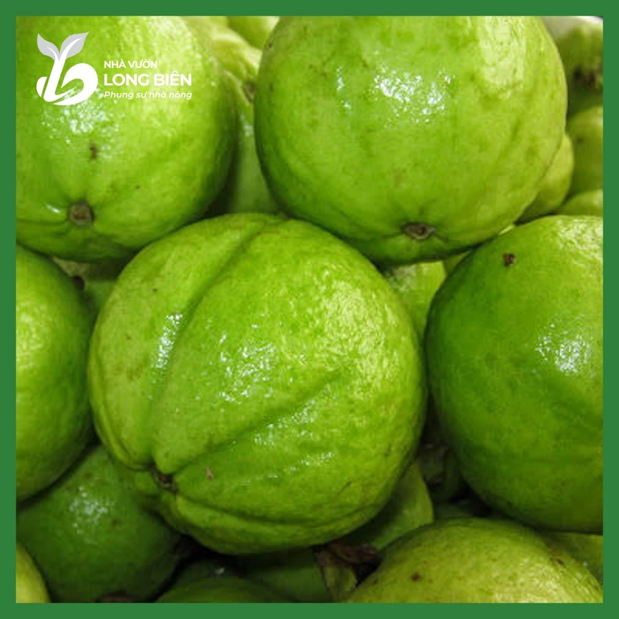 Ổi Bốn Mùa_thumbnail_1