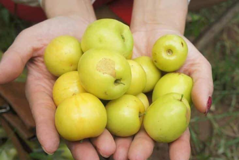 Táo Đào Vàng_thumbnail_3