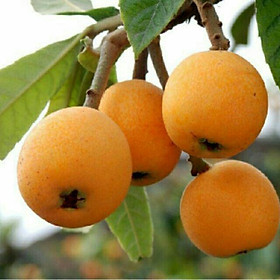 Nhót Nhật (Biwa)_thumbnail_1