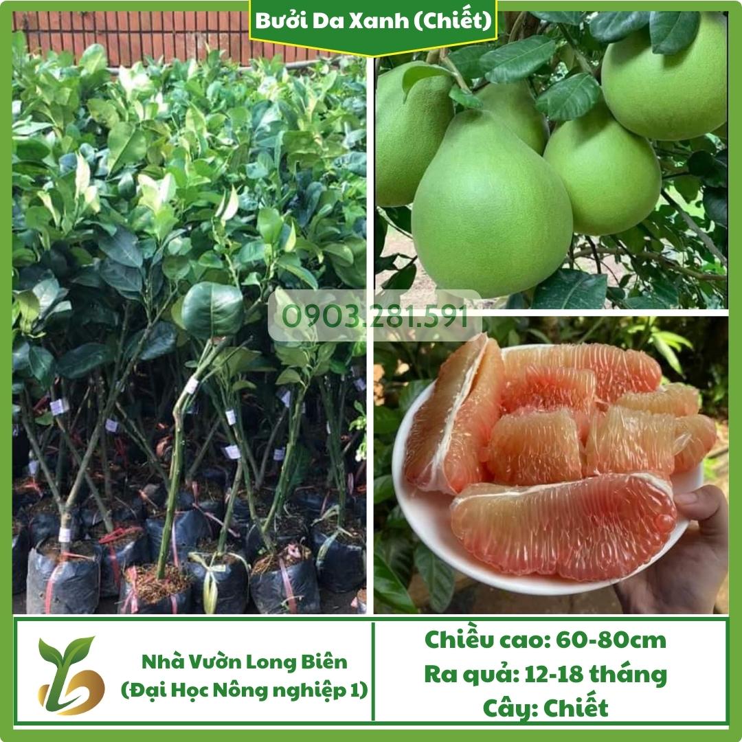 Bưởi Da Xanh (Chiết)