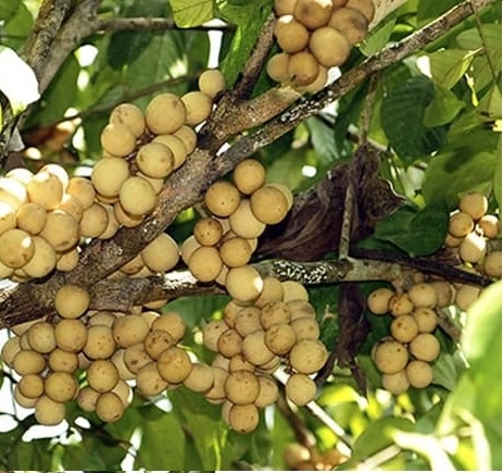 Bòn Bon Thái_thumbnail_5