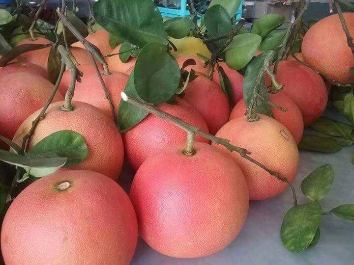 Bưởi Đỏ Tiến Vua_thumbnail_5