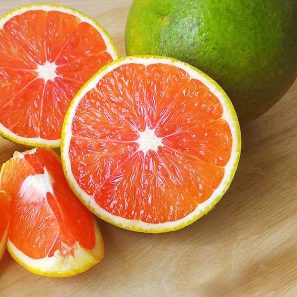 Cam Cara Ruột Đỏ_thumbnail_1