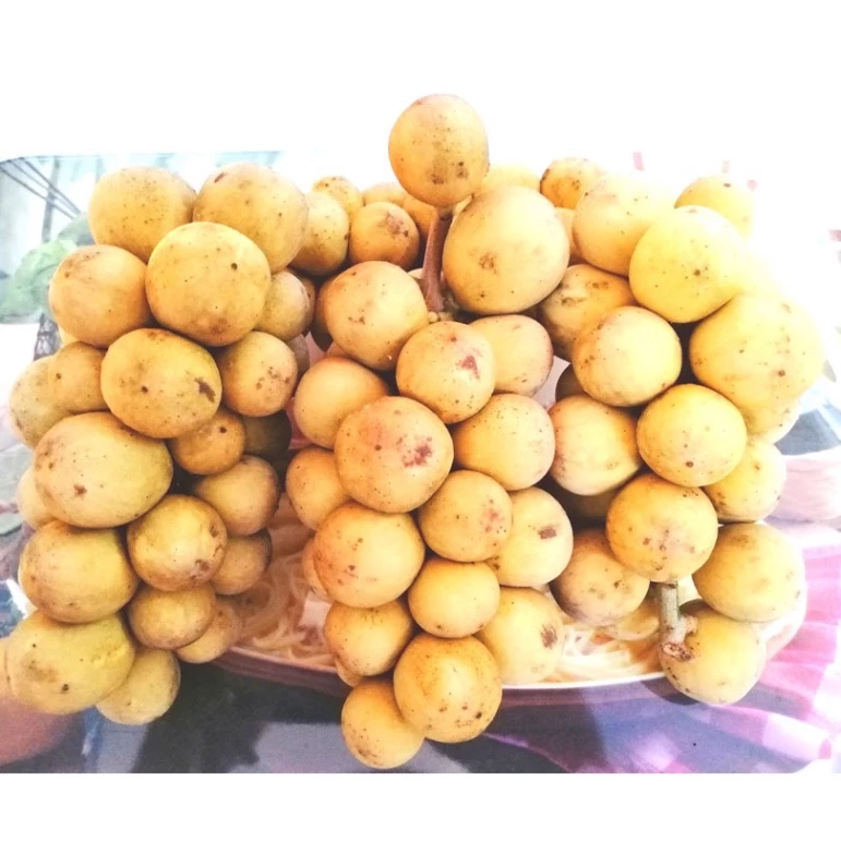 Bòn Bon Thái_thumbnail_3