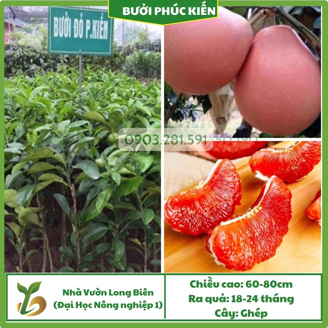 Bưởi Phúc Kiến