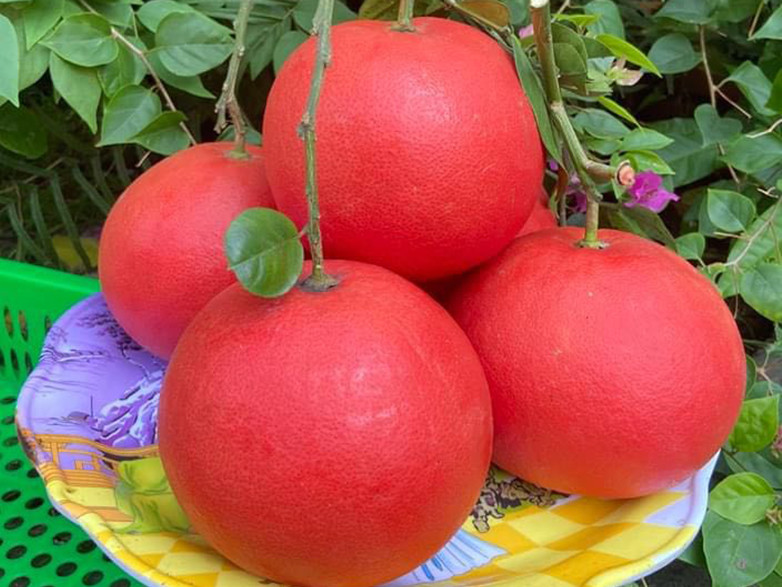 Bưởi Đỏ Tiến Vua_thumbnail_3