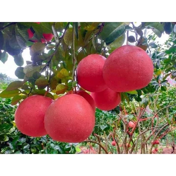 Bưởi Đỏ Tiến Vua_thumbnail_2