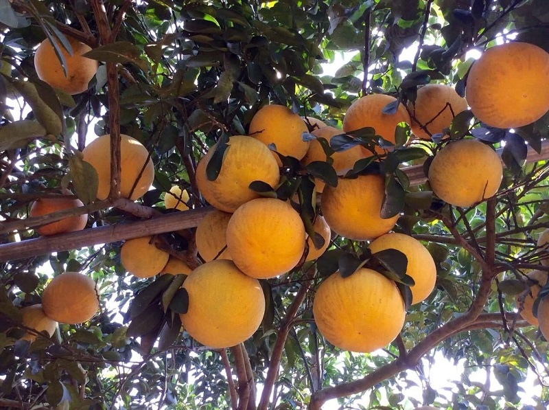 Bưởi Đỏ Tân Lạc_thumbnail_3