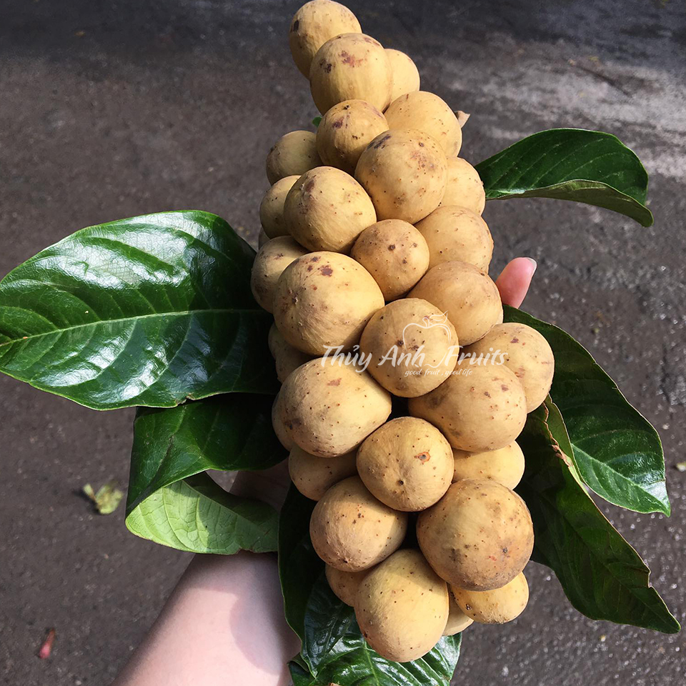 Bòn Bon Thái_thumbnail_1