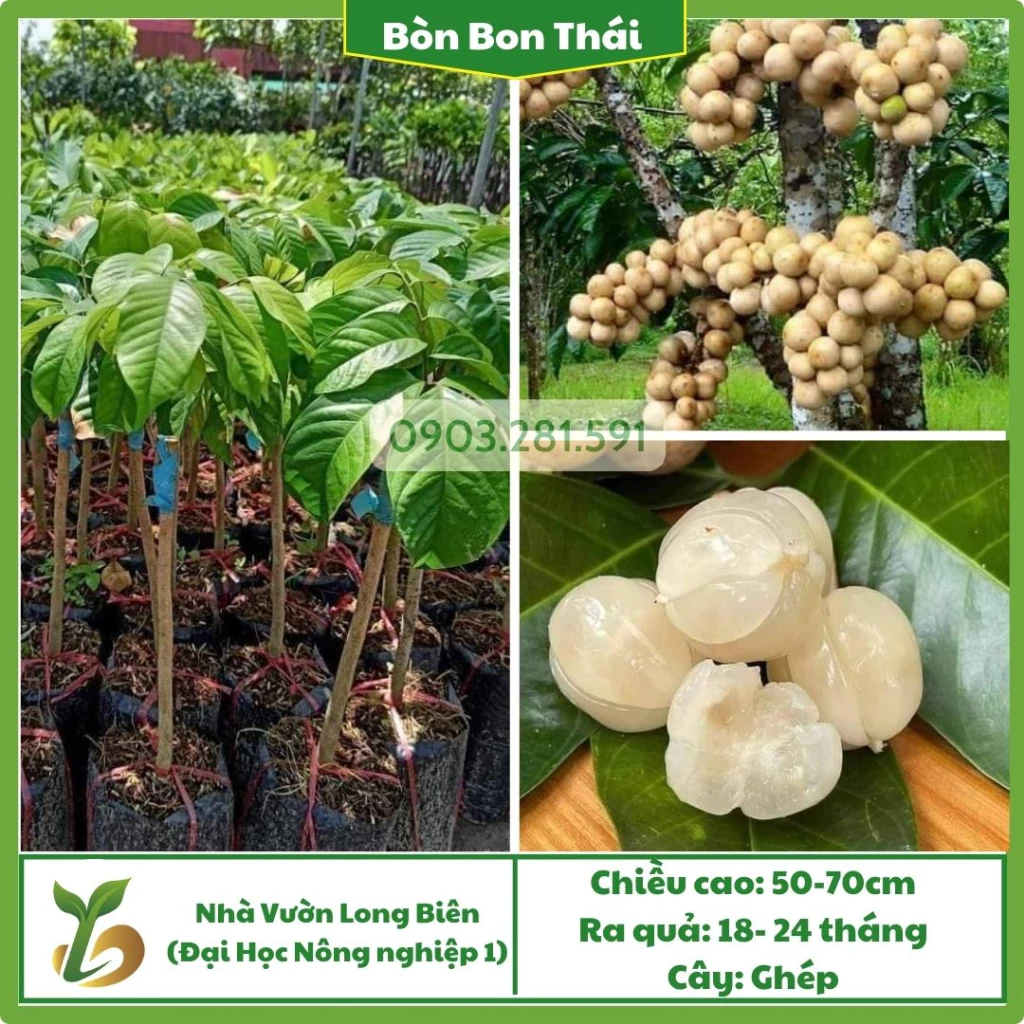 Bòn Bon Thái