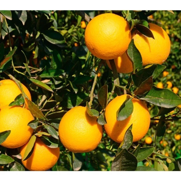 Cam Cara Ruột Đỏ_thumbnail_3