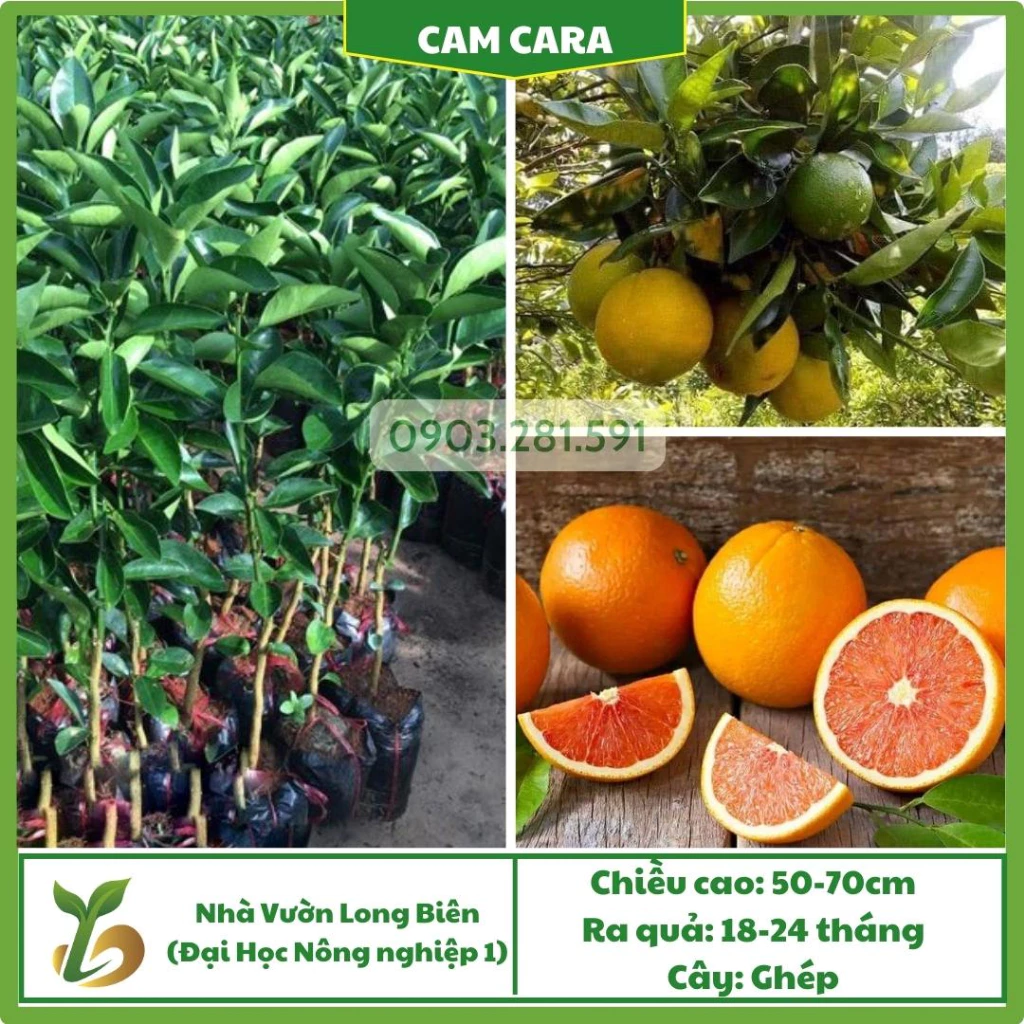 Cam Cara Ruột Đỏ