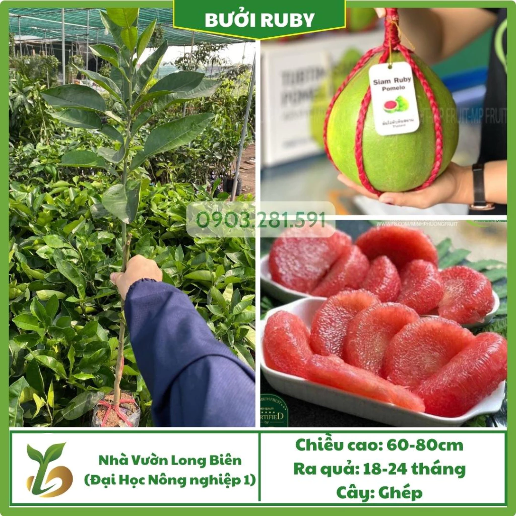 Bưởi Ruby