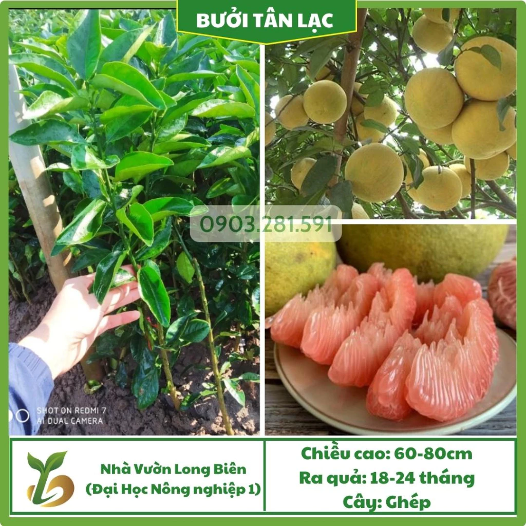 Bưởi Đỏ Tân Lạc