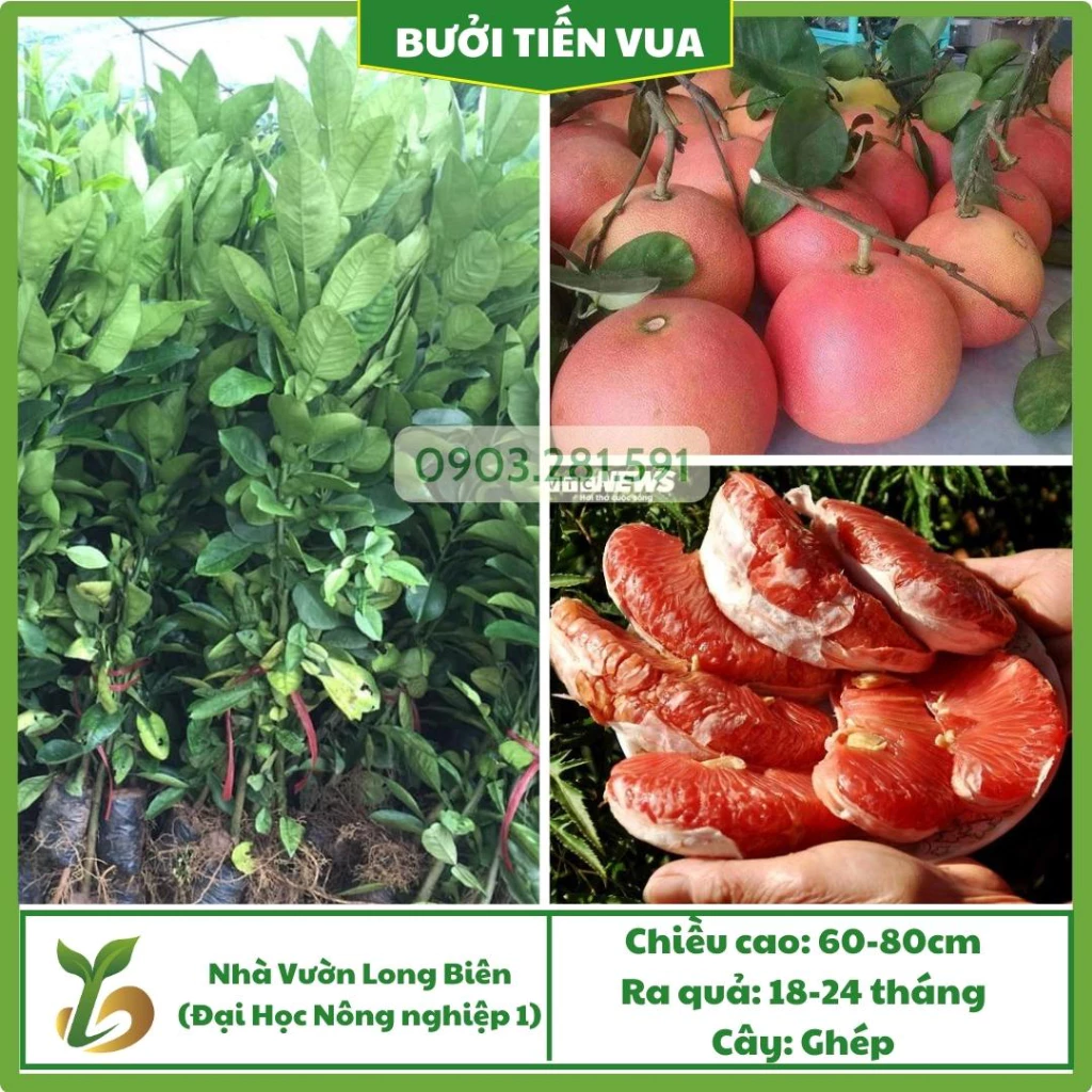 Bưởi Đỏ Tiến Vua