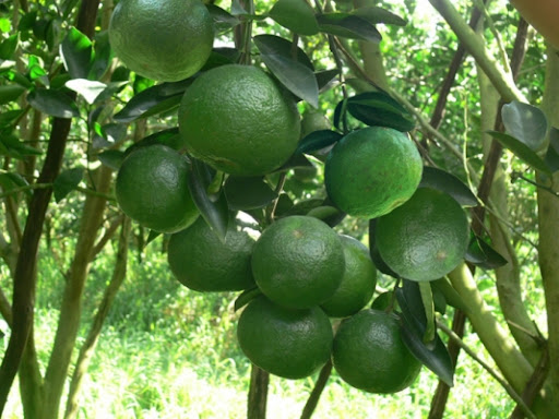 Cam Sành_thumbnail_3