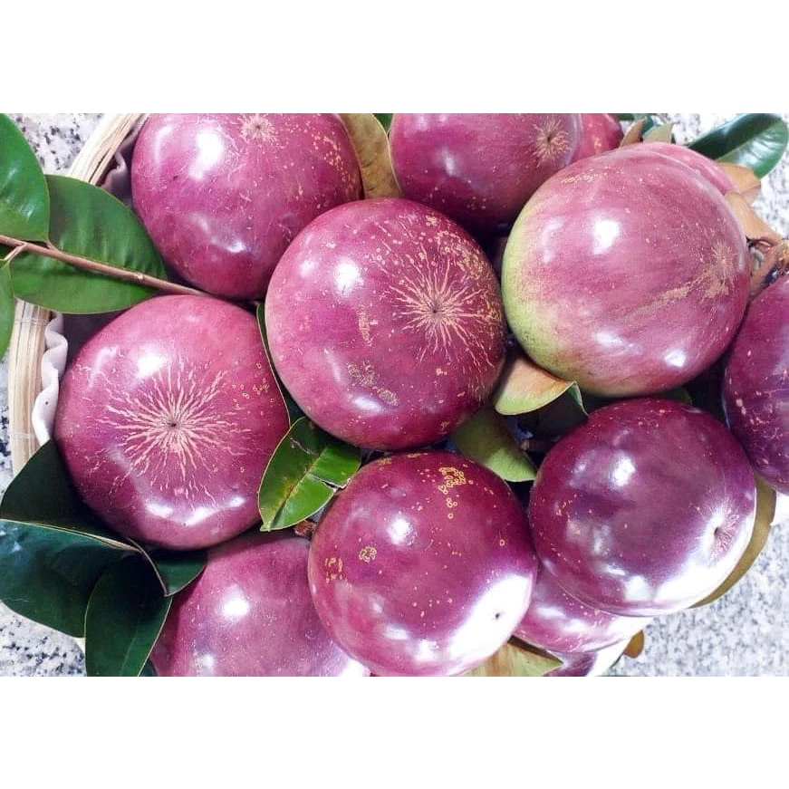 Vú Sữa Mika_thumbnail_3