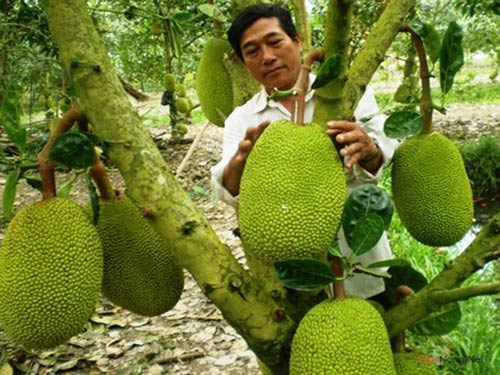 Mít Tứ Quý_thumbnail_2