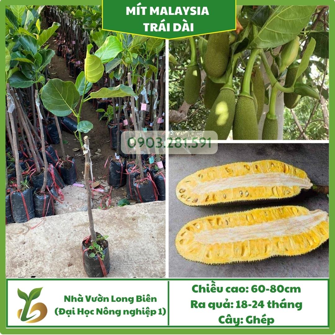 Mít Malaysia Quả Dài