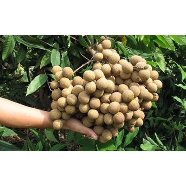 Nhãn INDO(không hạt)_thumbnail_4