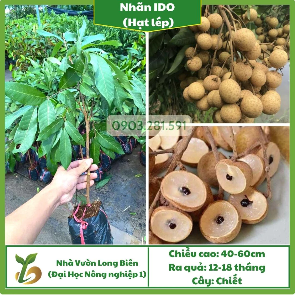 Nhãn INDO(không hạt)