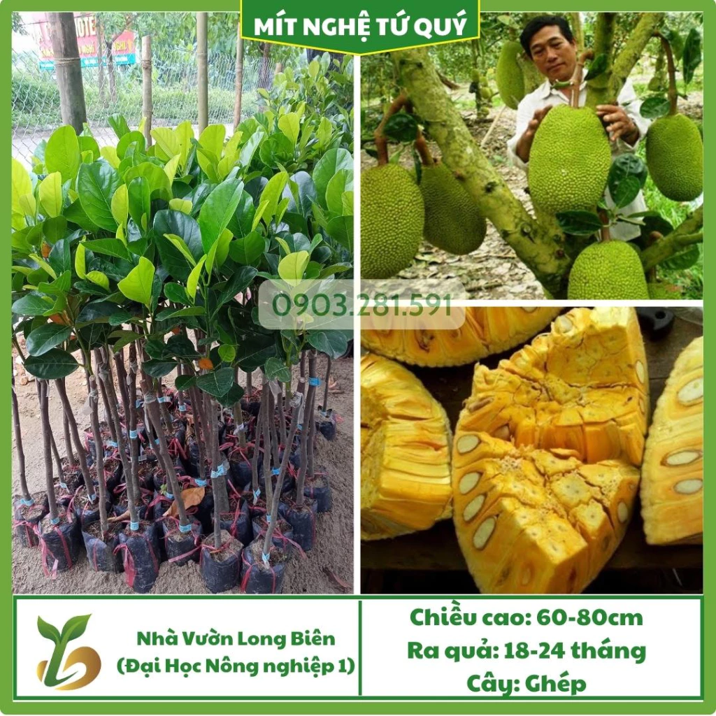 Mít Tứ Quý
