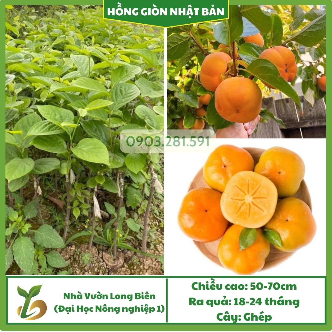 Hồng giòn Nhật Bản