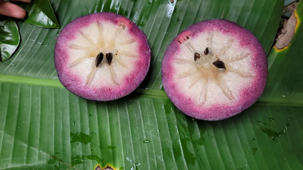 Vú Sữa Mika_thumbnail_2