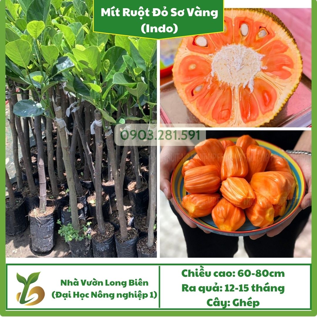 Mít Ruột Đỏ