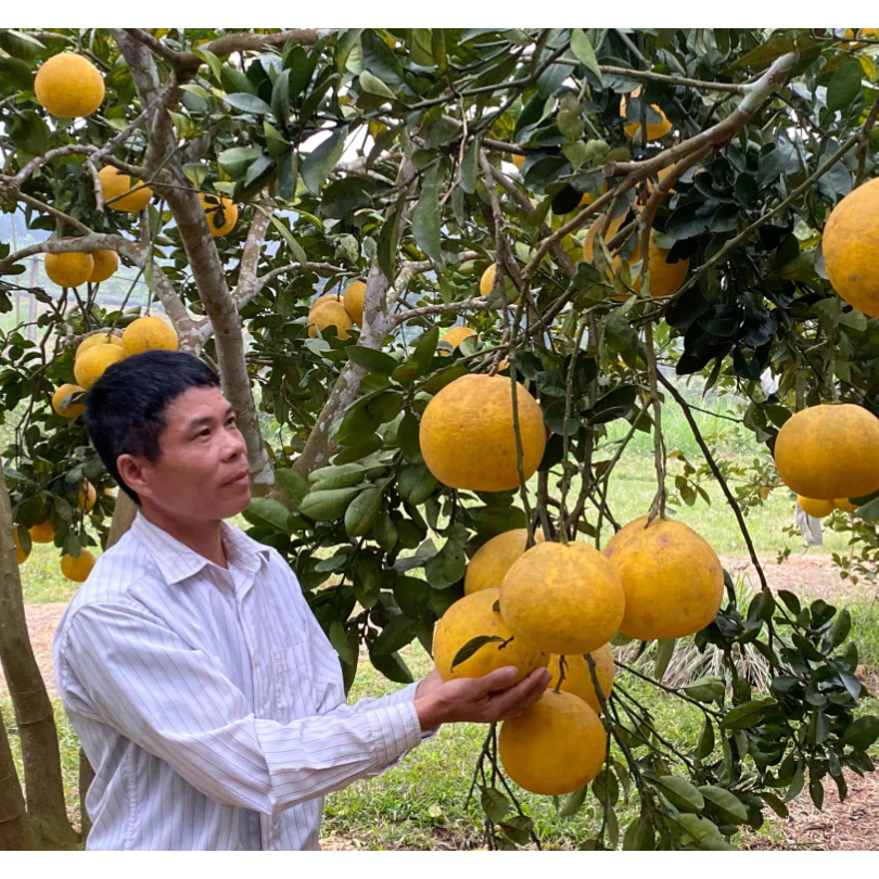 Bưởi Diễn_thumbnail_2