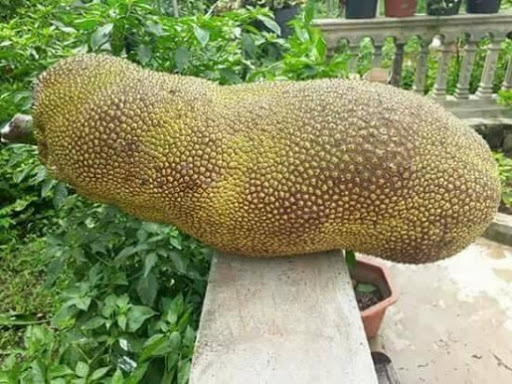 Mít Malaysia Quả Dài_thumbnail_3