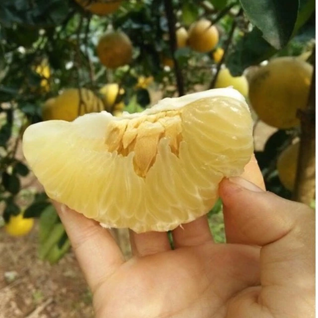 Bưởi Diễn_thumbnail_3