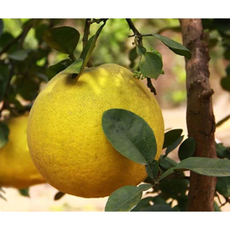 Bưởi Diễn_thumbnail_4