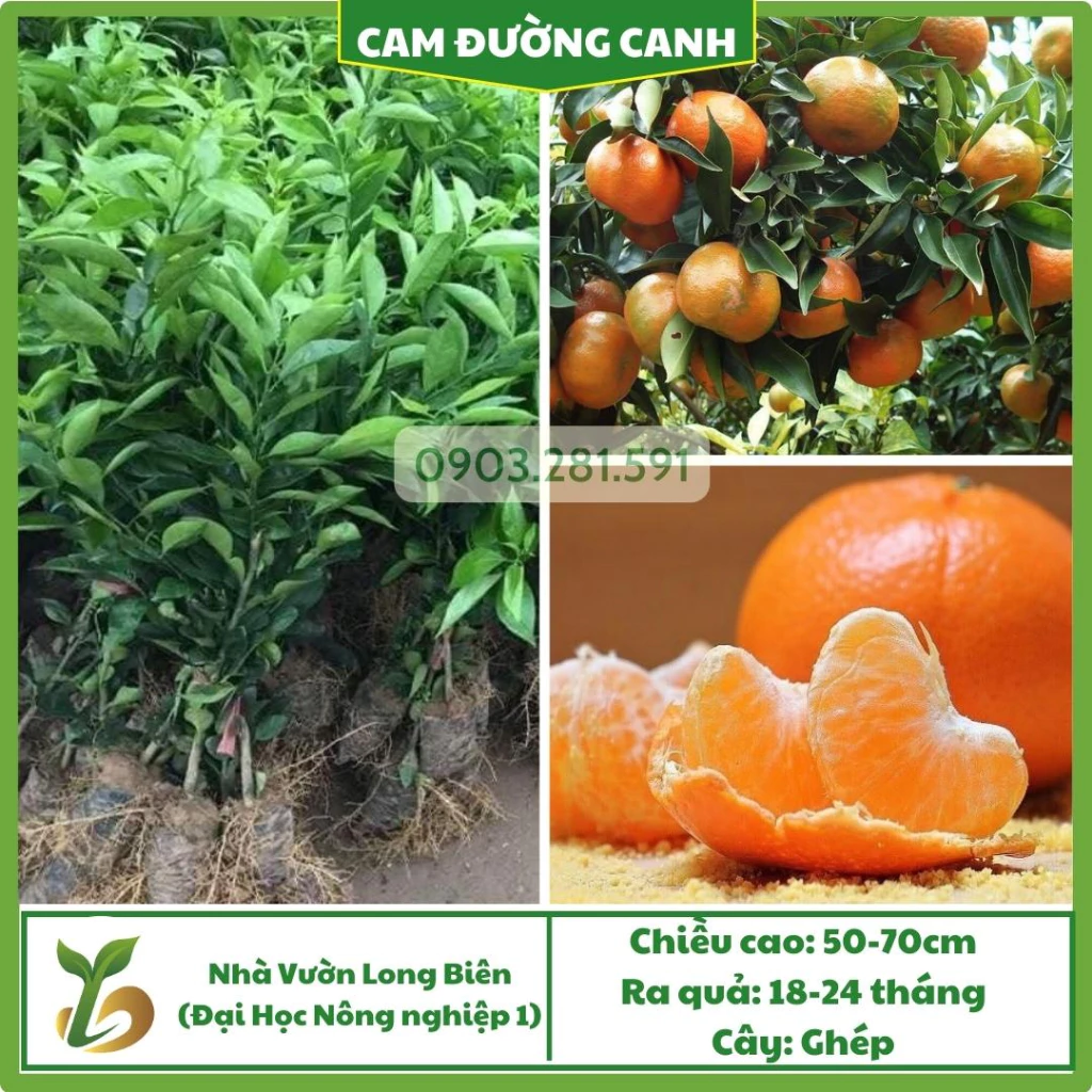 Cam Đường Canh