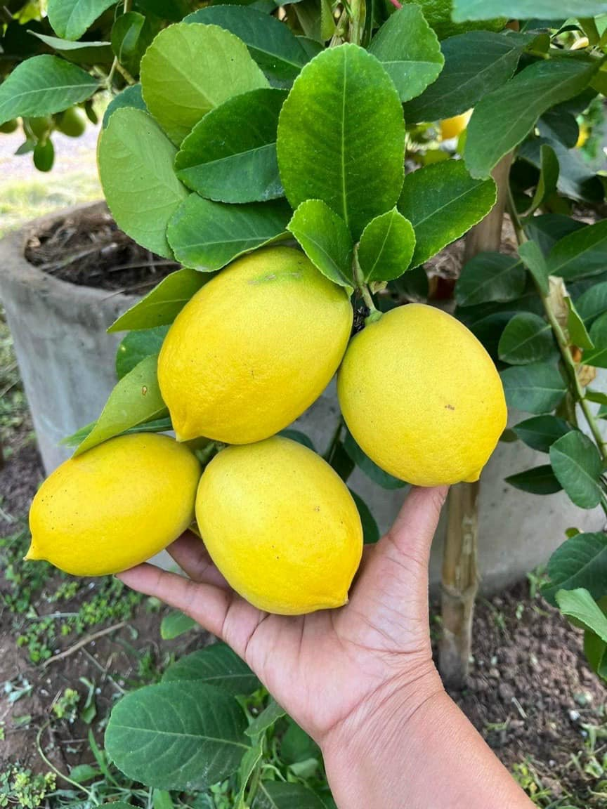 Chanh Vàng Mỹ_thumbnail_1