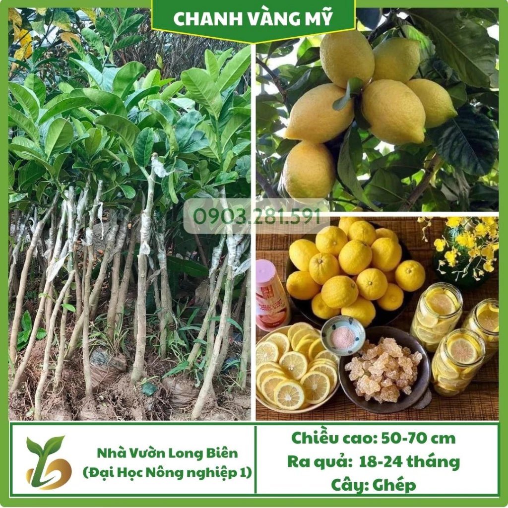 Chanh Vàng Mỹ