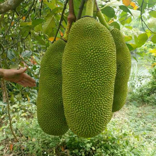 Mít Malaysia Quả Dài_thumbnail_4