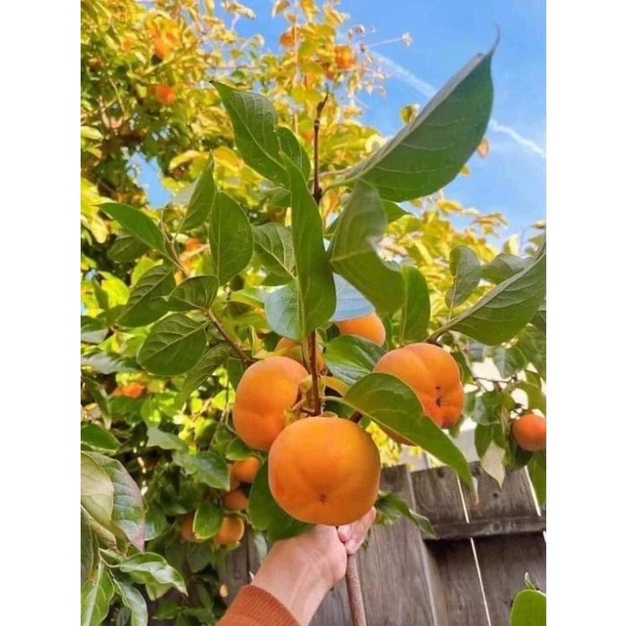 Hồng giòn Nhật Bản_thumbnail_2