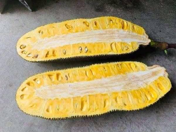 Mít Malaysia Quả Dài_thumbnail_2