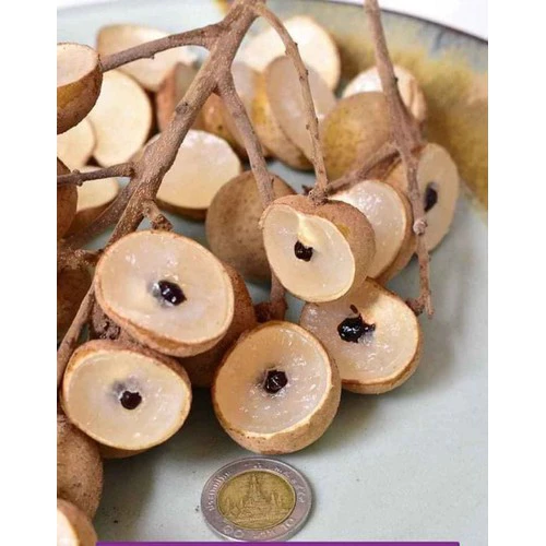 Nhãn INDO(không hạt)_thumbnail_1