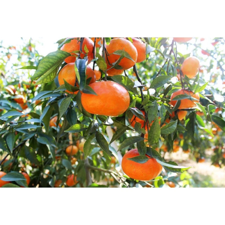 Cam Đường Canh_thumbnail_2