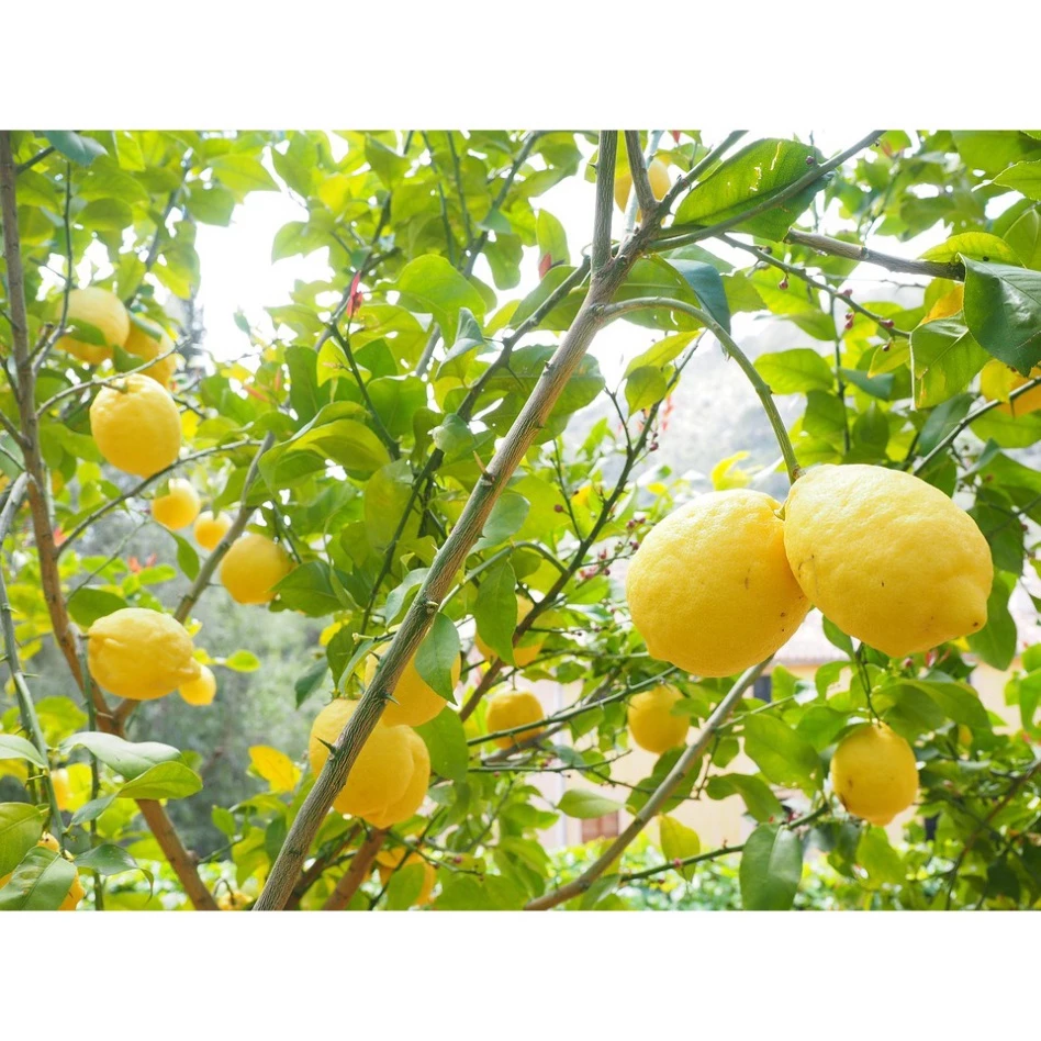 Chanh Vàng Mỹ_thumbnail_3