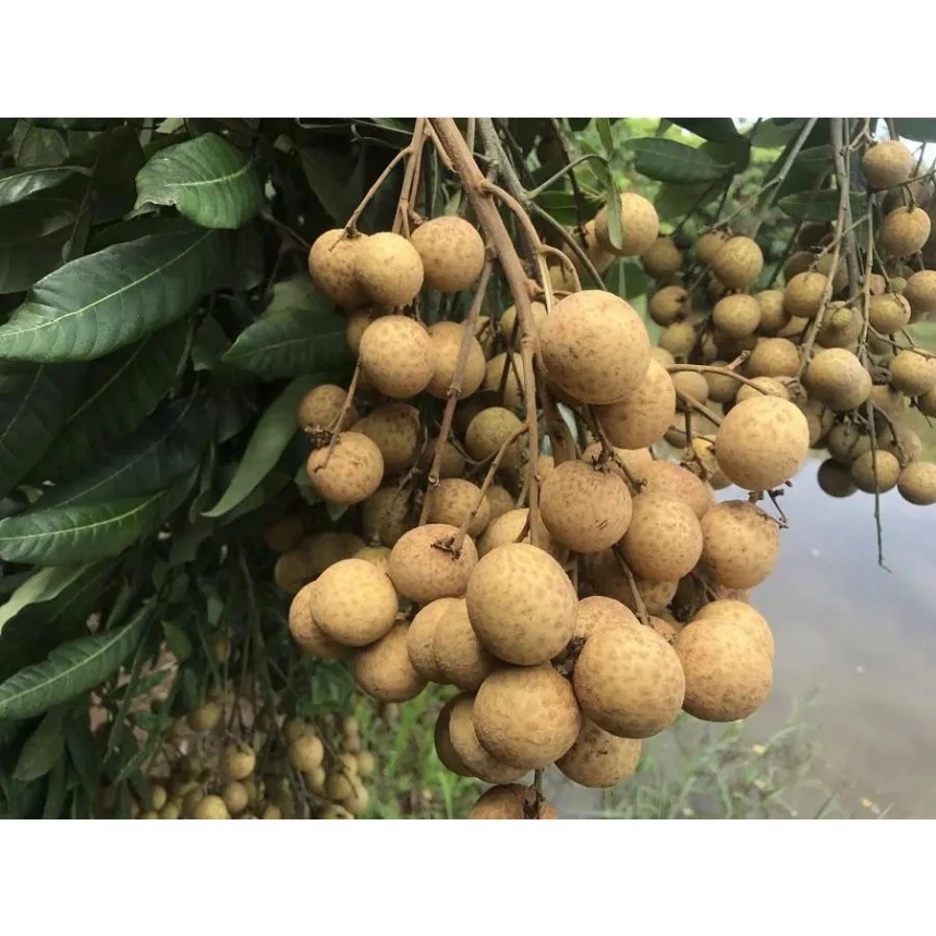 Nhãn INDO(không hạt)_thumbnail_3