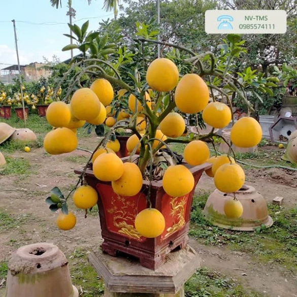 Bưởi Diễn_thumbnail_1