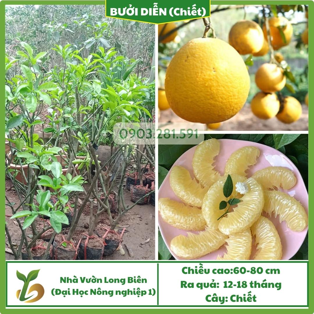 Bưởi Diễn (Chiết)