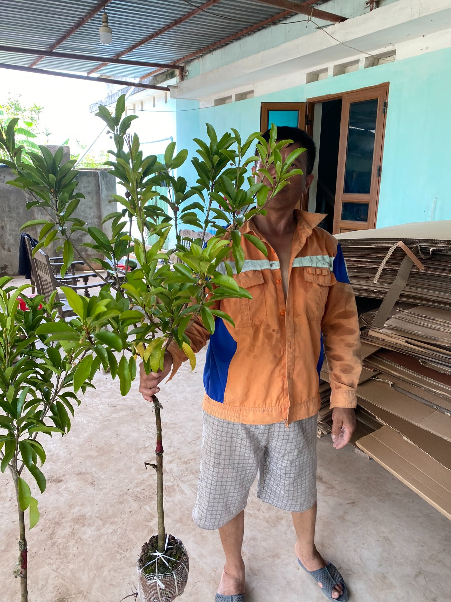 Hồng Xiêm Xoài (choai)