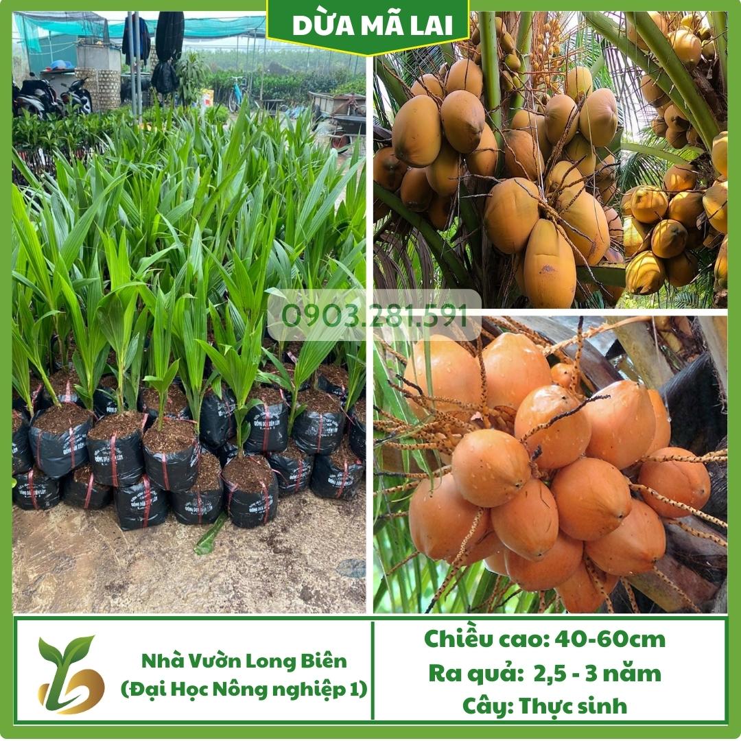 Dừa mã lai_thumbnail_0