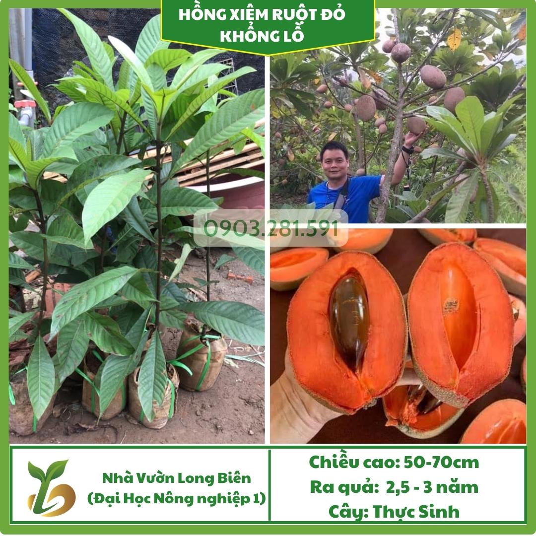 Hồng Xiêm Ruột Đỏ(khổng lồ)