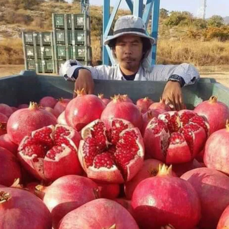 Lựu Đỏ Ấn Độ_thumbnail_2