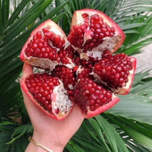 Lựu Đỏ Ấn Độ_thumbnail_3